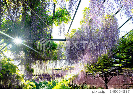 新緑の季節に咲き誇る藤棚の風景 新緑の季節に咲き誇る藤棚の風景 140064857