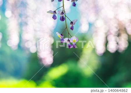 新緑の背景に咲く美しい藤の花 140064862