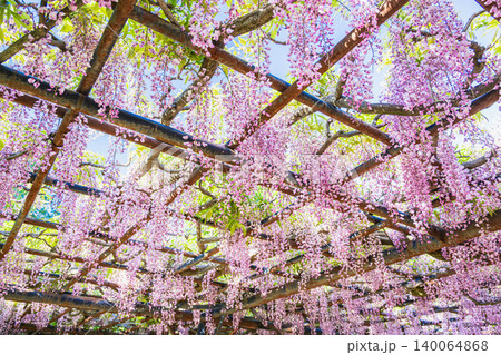 美しく咲き誇る藤の花 美しく咲き誇る藤の花 140064868