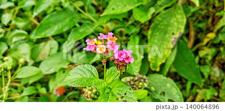 Colorful lantana flowers 140064896