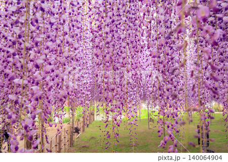 満開の藤の花(あしかがフラワーパーク) 満開の藤の花(あしかがフラワーパーク) 140064904