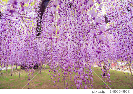 満開の藤の花(あしかがフラワーパーク) 満開の藤の花(あしかがフラワーパーク) 140064908