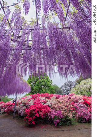 満開の藤の花(あしかがフラワーパーク) 満開の藤の花(あしかがフラワーパーク) 140064910