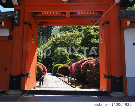京都　栄摂院のサツキ 140064920