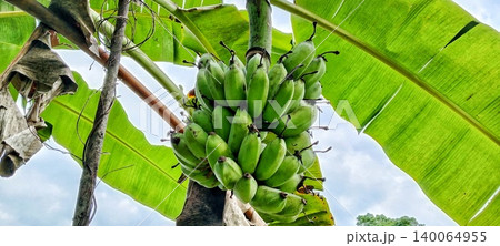 Green banana bunches on a tree Green banana bunches on a tree 140064955