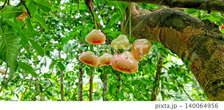 Reddish-white water apple fruit Reddish-white water apple fruit 140064956