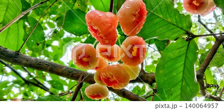 Fresh red water apples on a branch Fresh red water apples on a branch 140064957