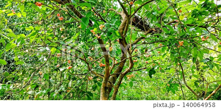Water apple tree bearing abundant fruit Water apple tree bearing abundant fruit 140064958