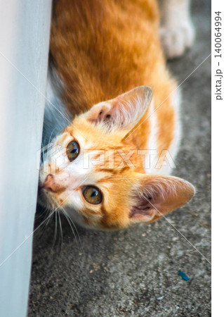 An orange cat is sitting and gazing calmly. 140064994
