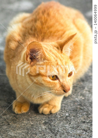An orange cat is sitting and gazing calmly. An orange cat is sitting and gazing calmly. 140064999