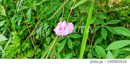 Light purple flowers in a green bush Light purple flowers in a green bush 140065016