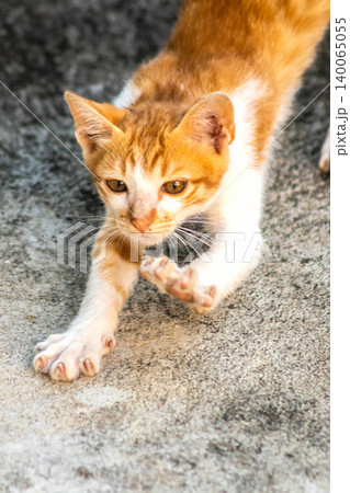 An orange cat is sitting and gazing calmly. An orange cat is sitting and gazing calmly. 140065055