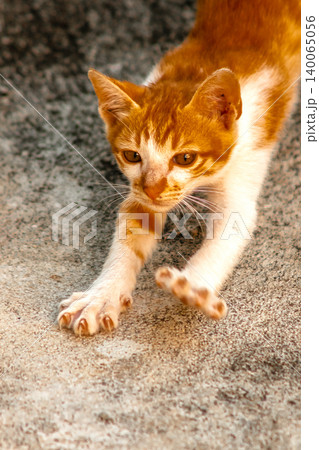 An orange cat is sitting and gazing calmly. An orange cat is sitting and gazing calmly. 140065056