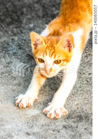 An orange cat is sitting and gazing calmly. An orange cat is sitting and gazing calmly. 140065057