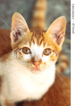 An orange cat is sitting and gazing calmly. An orange cat is sitting and gazing calmly. 140065062