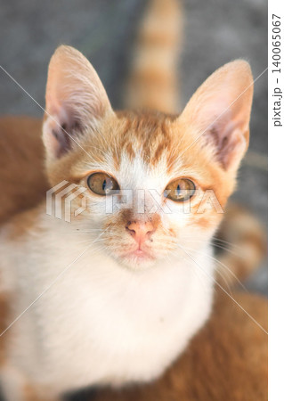 An orange cat is sitting and gazing calmly. 140065067