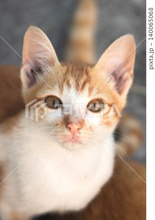 An orange cat is sitting and gazing calmly. 140065068