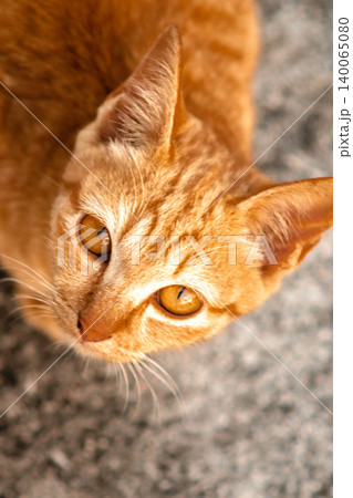 An orange cat is sitting and gazing calmly. 140065080