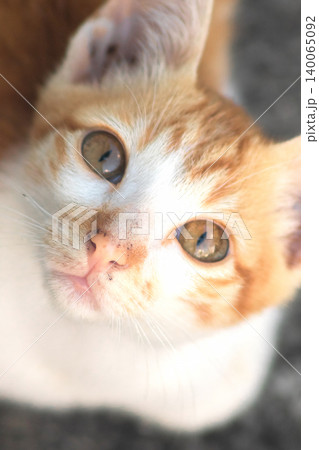 An orange cat is sitting and gazing calmly. An orange cat is sitting and gazing calmly. 140065092