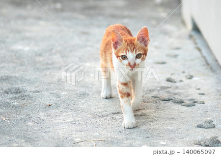 An orange cat is sitting and gazing calmly. 140065097