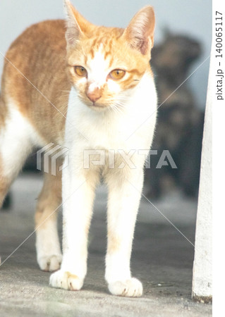 An orange cat is sitting and gazing calmly. 140065117