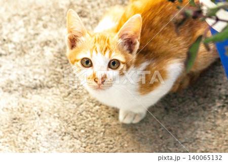 An orange cat is sitting and gazing calmly. An orange cat is sitting and gazing calmly. 140065132
