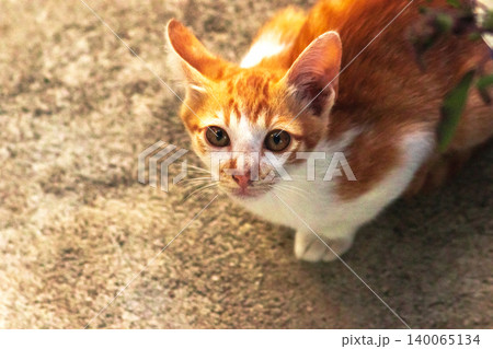 An orange cat is sitting and gazing calmly. 140065134