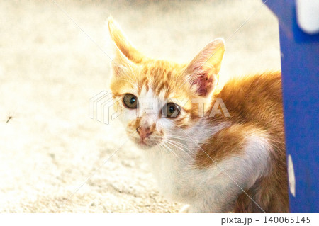 An orange cat is sitting and gazing calmly. 140065145