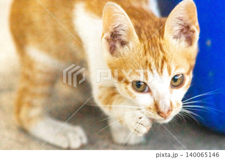 An orange cat is sitting and gazing calmly. An orange cat is sitting and gazing calmly. 140065146