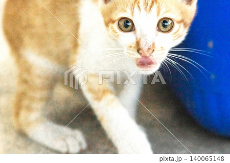 An orange cat is sitting and gazing calmly. 140065148