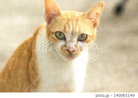 An orange cat is sitting and gazing calmly. 140065149
