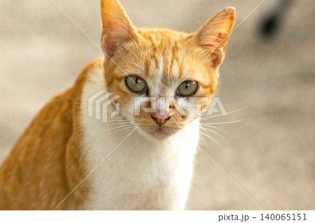 An orange cat is sitting and gazing calmly. An orange cat is sitting and gazing calmly. 140065151
