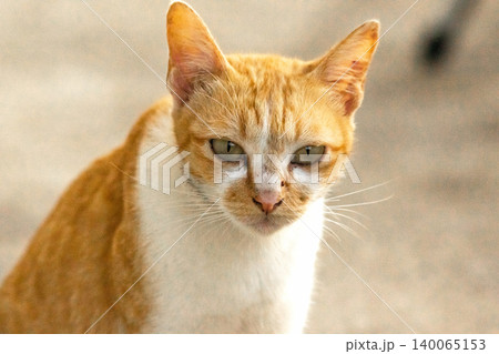 An orange cat is sitting and gazing calmly. An orange cat is sitting and gazing calmly. 140065153