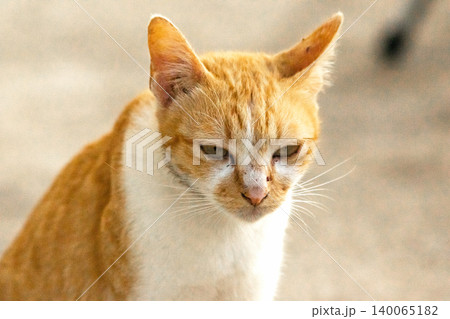 An orange cat gazing calmly indicates alertness and observation. An orange cat gazing calmly indicates alertness and observation. 140065182