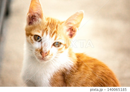 An orange cat gazing calmly indicates alertness and observation. An orange cat gazing calmly indicates alertness and observation. 140065185