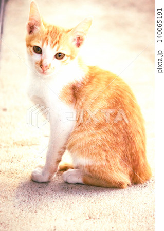 An orange cat gazing calmly indicates alertness and observation. 140065191