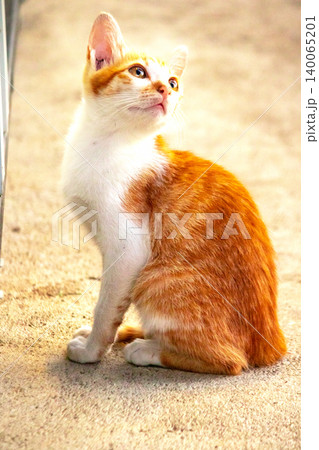 An orange cat gazing calmly indicates alertness and observation. An orange cat gazing calmly indicates alertness and observation. 140065201
