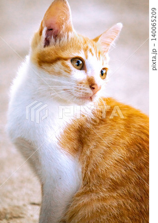 An orange cat gazing calmly indicates alertness and observation. An orange cat gazing calmly indicates alertness and observation. 140065209