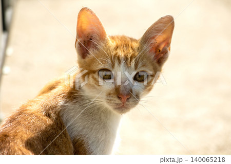 An orange cat gazing calmly indicates alertness and observation. An orange cat gazing calmly indicates alertness and observation. 140065218