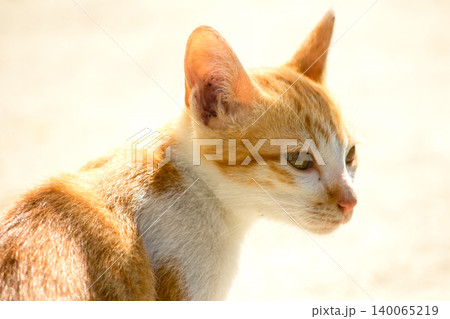 An orange cat gazing calmly indicates alertness and observation. An orange cat gazing calmly indicates alertness and observation. 140065219