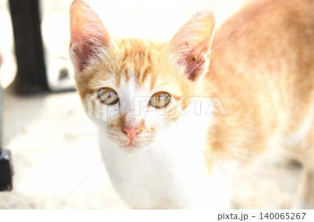 An orange cat is sitting and gazing calmly. An orange cat is sitting and gazing calmly. 140065267