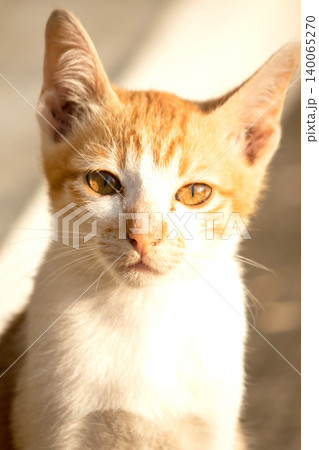 An orange cat is sitting and gazing calmly. An orange cat is sitting and gazing calmly. 140065270