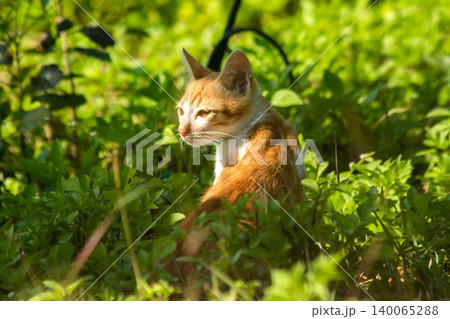 Orange cats in the lawn; they use the height of the grass to camouflage themselves and observe prey. 140065288