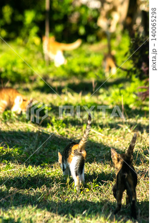 Orange cats in the lawn; they use the height of the grass to camouflage themselves and observe prey. 140065298