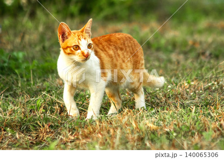 Orange cats in the lawn; they use the height of the grass to camouflage themselves and observe prey. Orange cats in the lawn; they use the height of the grass to camouflage themselves and observe prey. 140065306