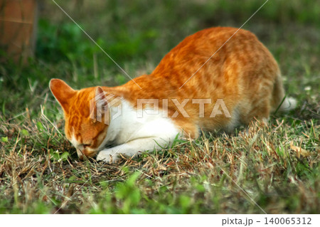 Orange cats in the lawn; they use the height of the grass to camouflage themselves and observe prey. Orange cats in the lawn; they use the height of the grass to camouflage themselves and observe prey. 140065312
