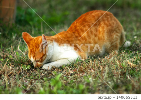 Orange cats in the lawn; they use the height of the grass to camouflage themselves and observe prey. Orange cats in the lawn; they use the height of the grass to camouflage themselves and observe prey. 140065313
