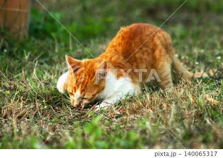 Orange cats in the lawn; they use the height of the grass to camouflage themselves and observe prey. 140065317