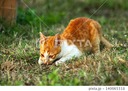Orange cats in the lawn; they use the height of the grass to camouflage themselves and observe prey. Orange cats in the lawn; they use the height of the grass to camouflage themselves and observe prey. 140065318