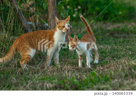 Orange cats in the lawn; they use the height of the grass to camouflage themselves and observe prey. Orange cats in the lawn; they use the height of the grass to camouflage themselves and observe prey. 140065339